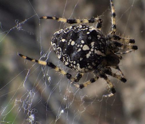Araneus diadematus